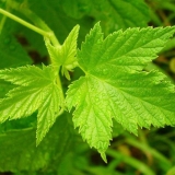 Recept za vino od listova ribizle